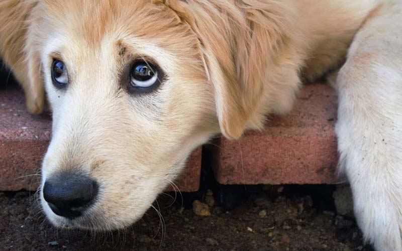 Whale eye dog behavior