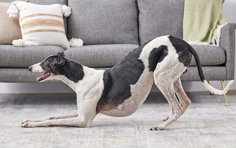 Stretching or greeting bow in dogs