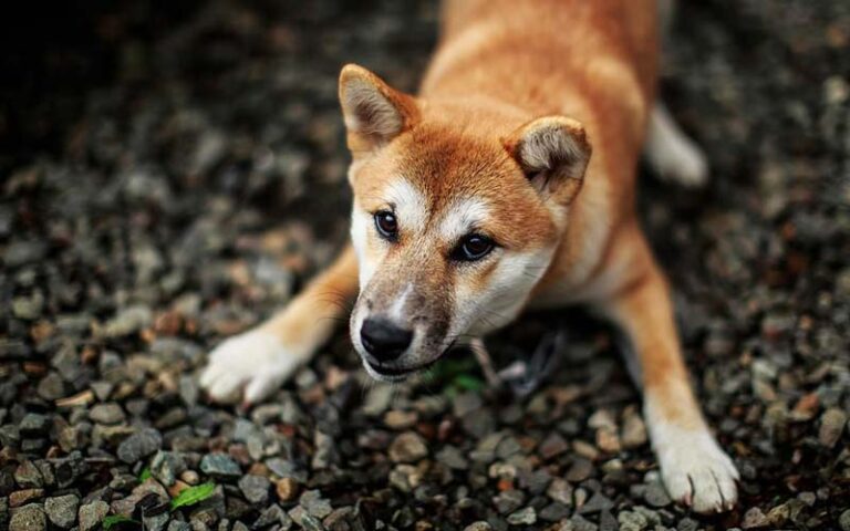 What does it mean when my dog bows?