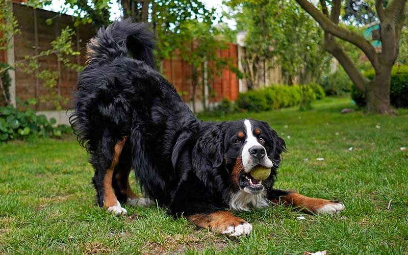 Dog body language