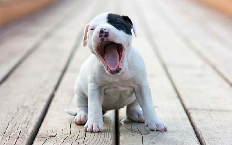 Dog yawning meaning