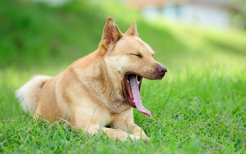 Why dogs yawn