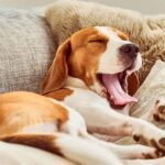 Dog yawning meaning