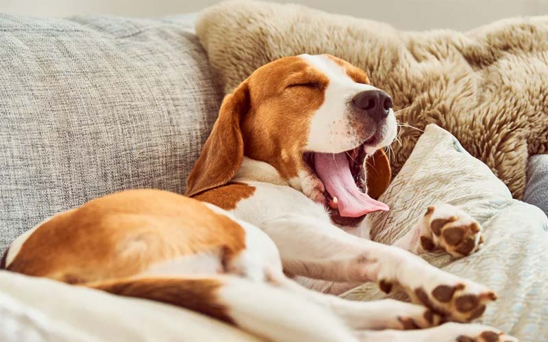 Dog yawning body language