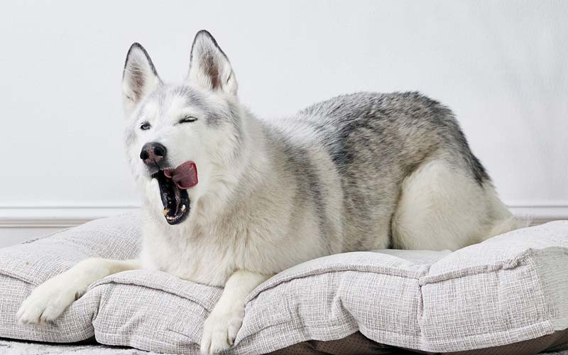 Reasons dogs yawn