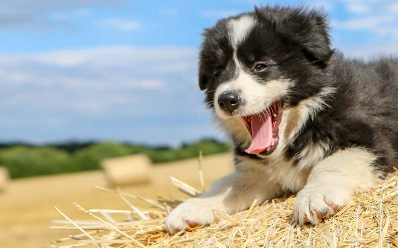 What does it mean if my dog yawns a lot?