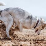 Why do dogs dig holes