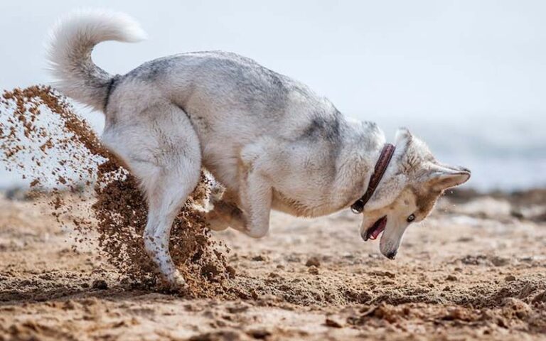 Why do dogs dig holes