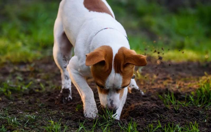 Why do dogs dig holes