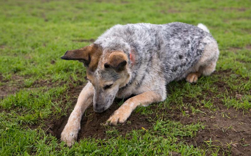 Dog digging behavior