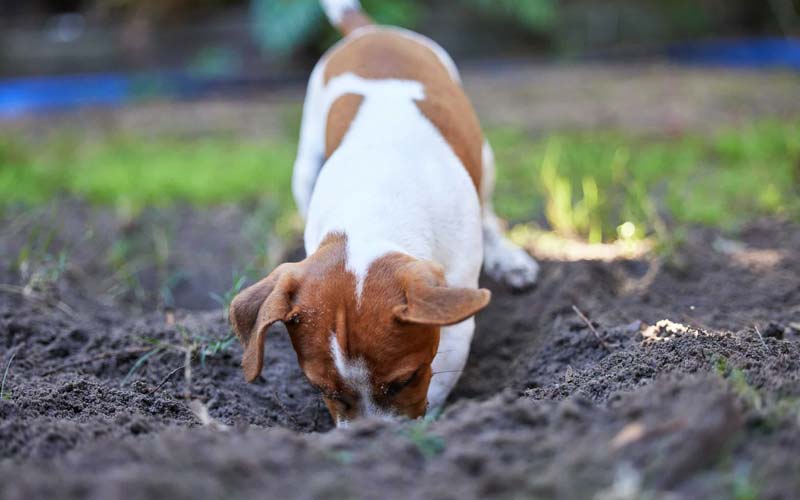 Stop dog from digging