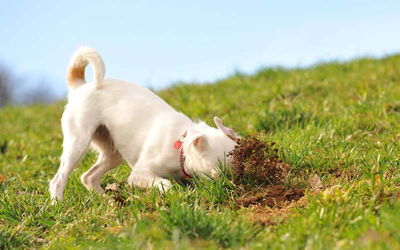 Prevent dog digging