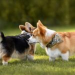 Dog training tips