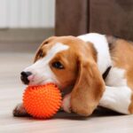 Why do dogs like squeaky toys