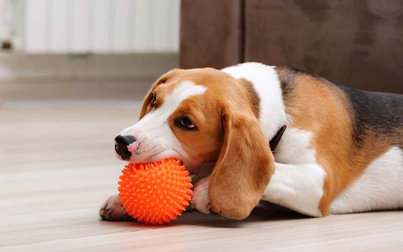 Why do dogs like squeaky toys