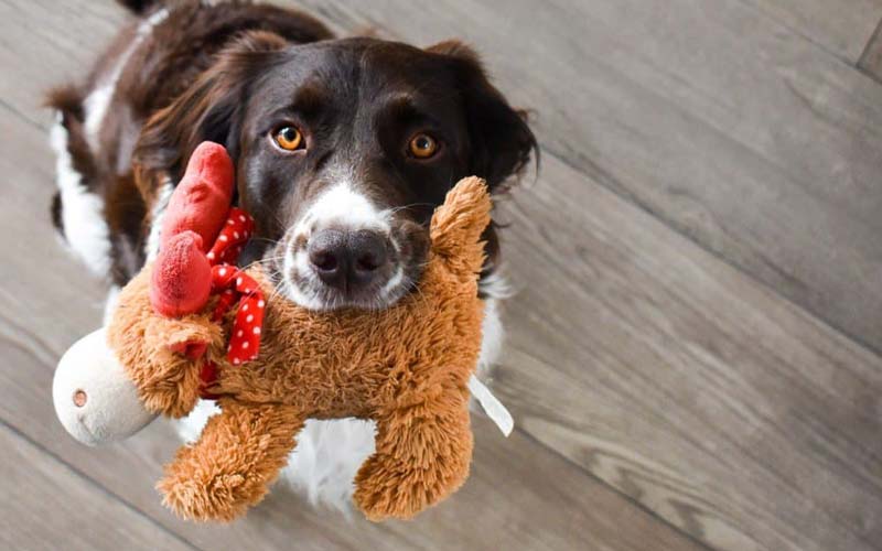 Dogs and squeaky toys