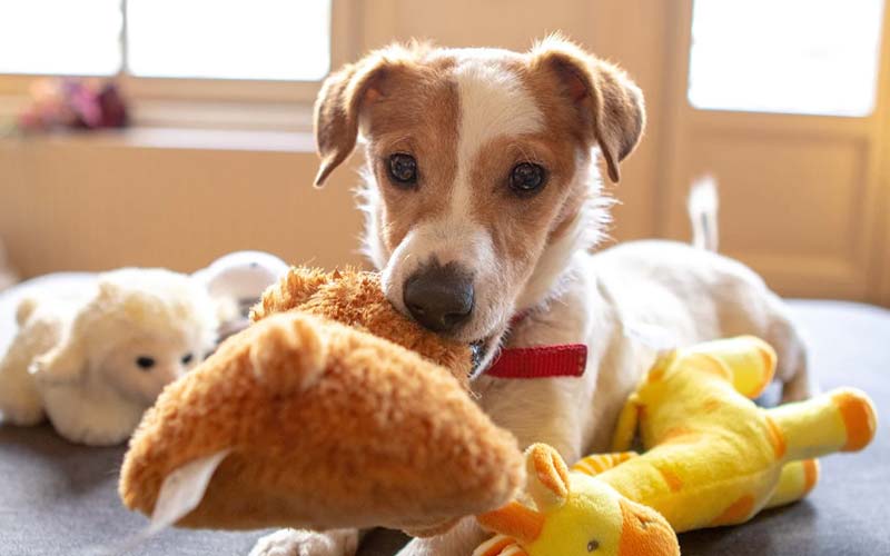 Squeaky toys for dogs