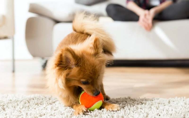 Dog behavior and squeaky toys