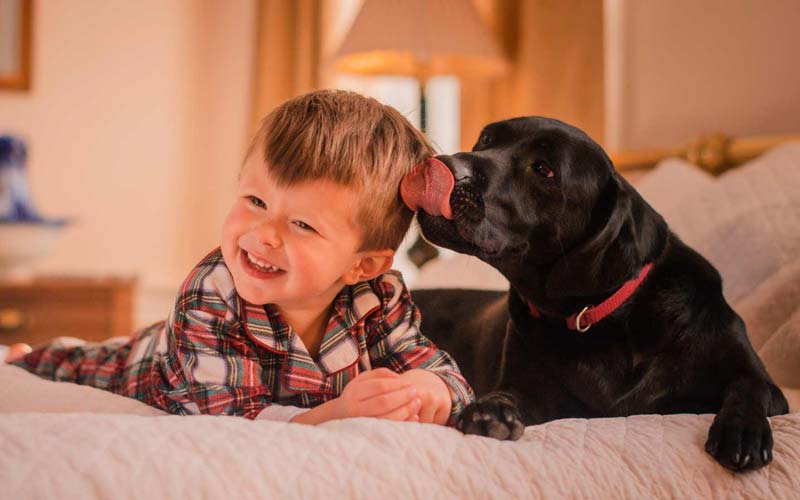 Dog licking ears