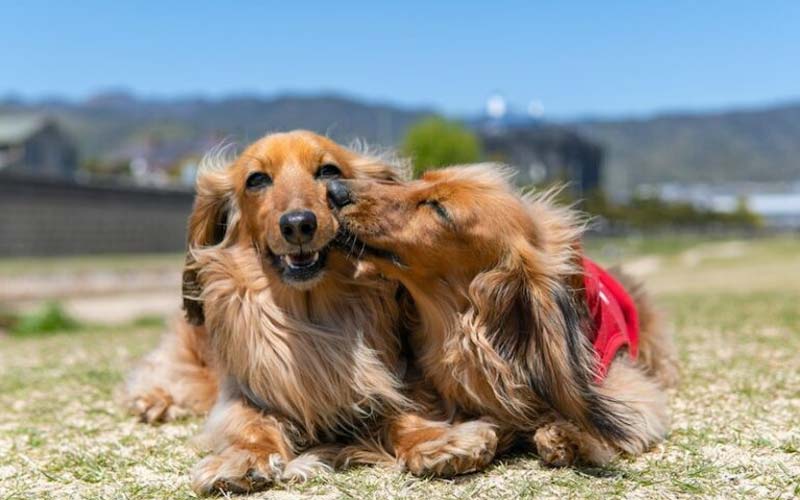 Dog licking affection