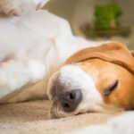 Why dogs sleep so much