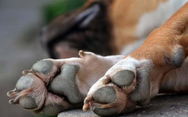 Why do my dog's paws smell like Fritos?