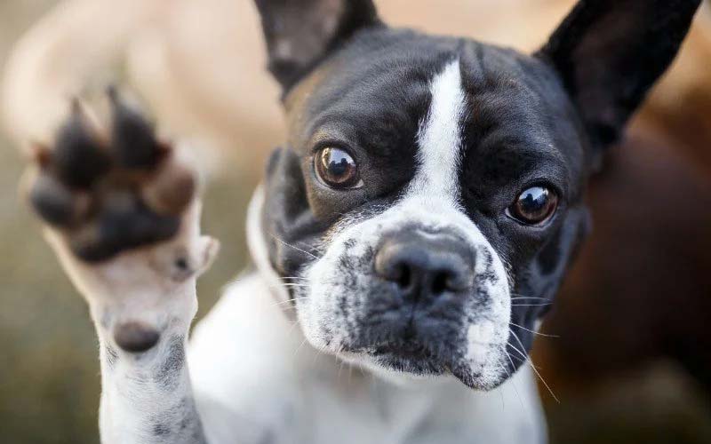 Dog foot smell bacteria