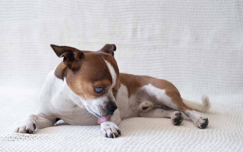 How to prevent dog paw odor