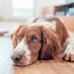 Why does my dog smell bad?