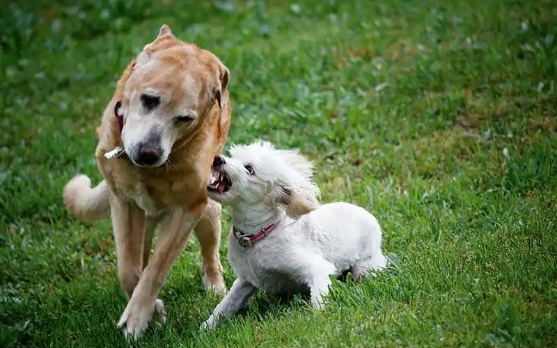 Aggressive dog behavior