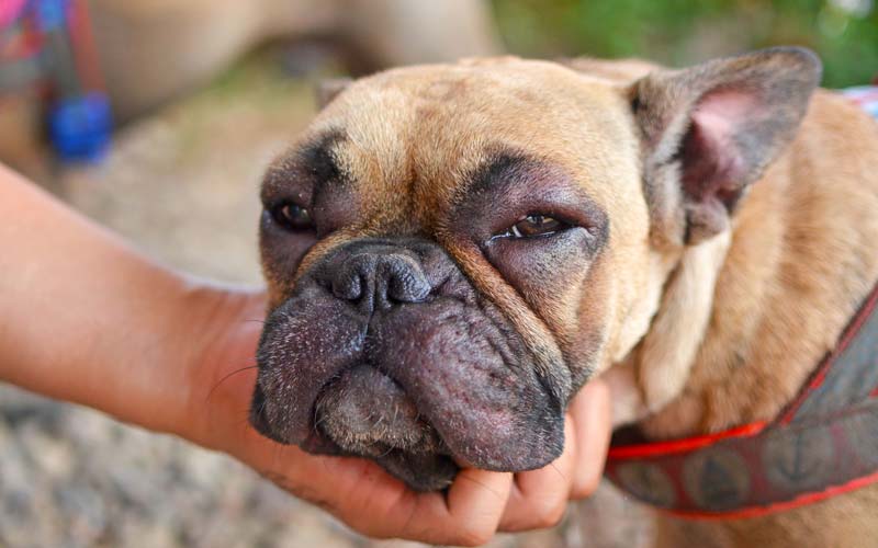 Dog face swelling causes