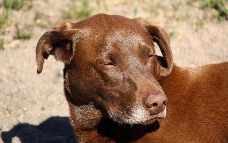 Canine allergic reaction symptoms