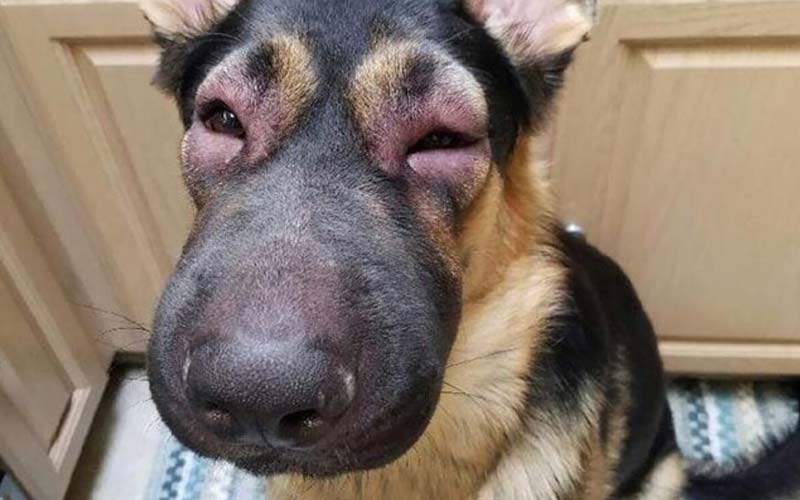 Dog swollen face treatment