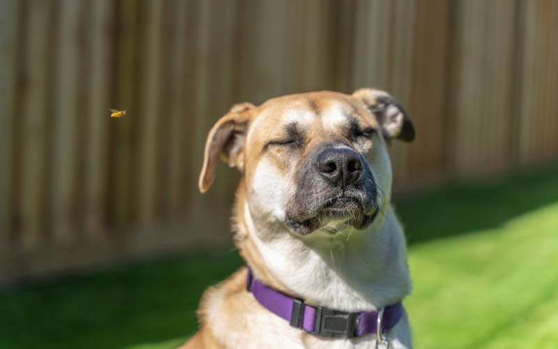 Veterinary care for swollen dog face